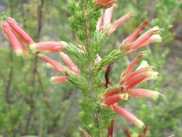 Erica discolor introverted leaves, cautious colours